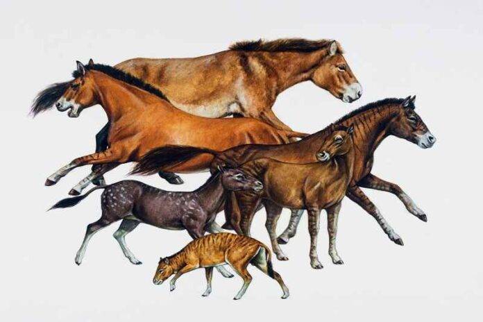 Horse Evolution