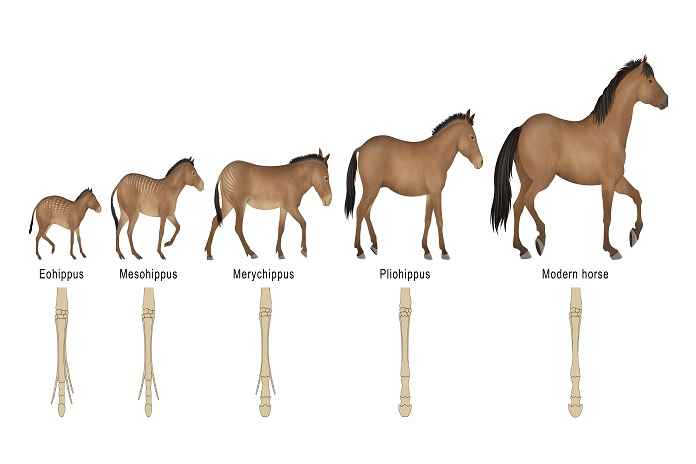 Horse Evolution Tracing the Ancestral Hooves