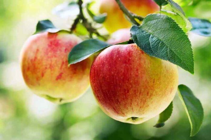 The Best Places to Pick Apples in the United States this Fall